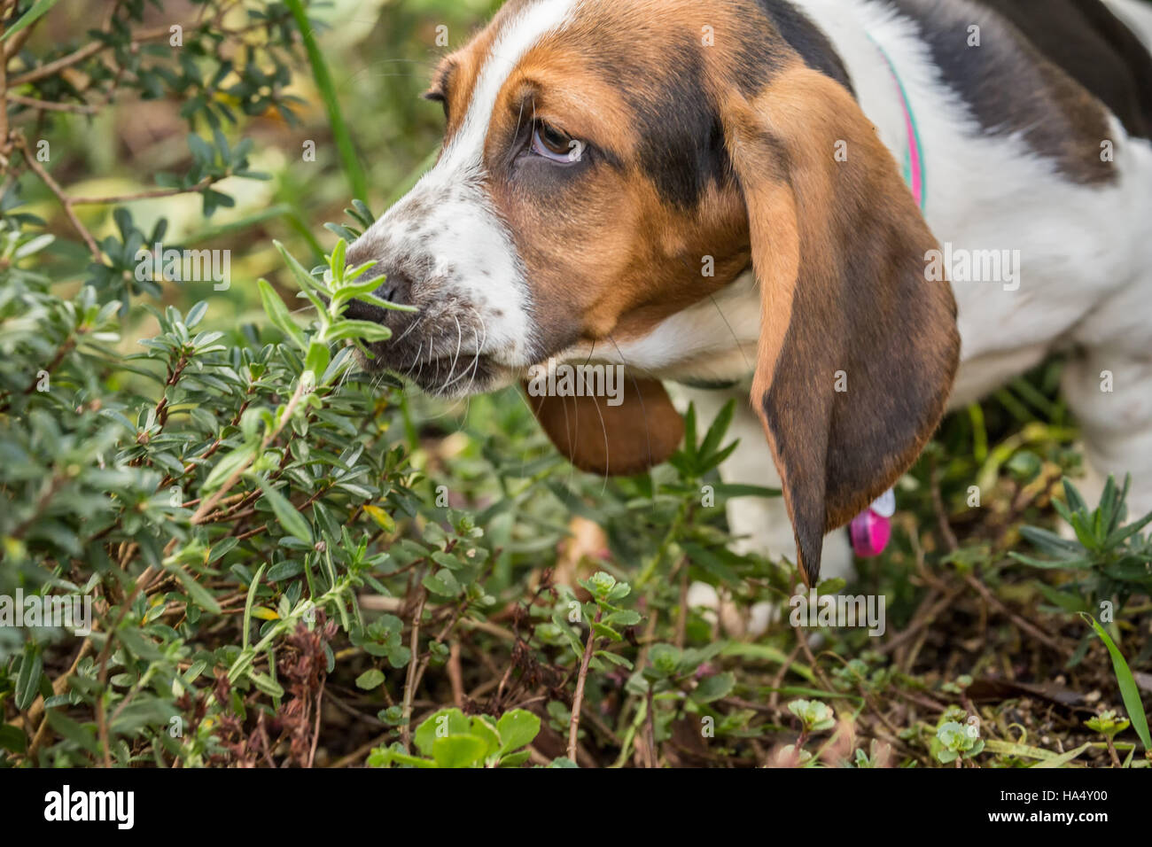 Three month old Basset puppy 'Emma Mae' investigating the smell of a potted plant in Maple Valley, Washington, USA Stock Photo