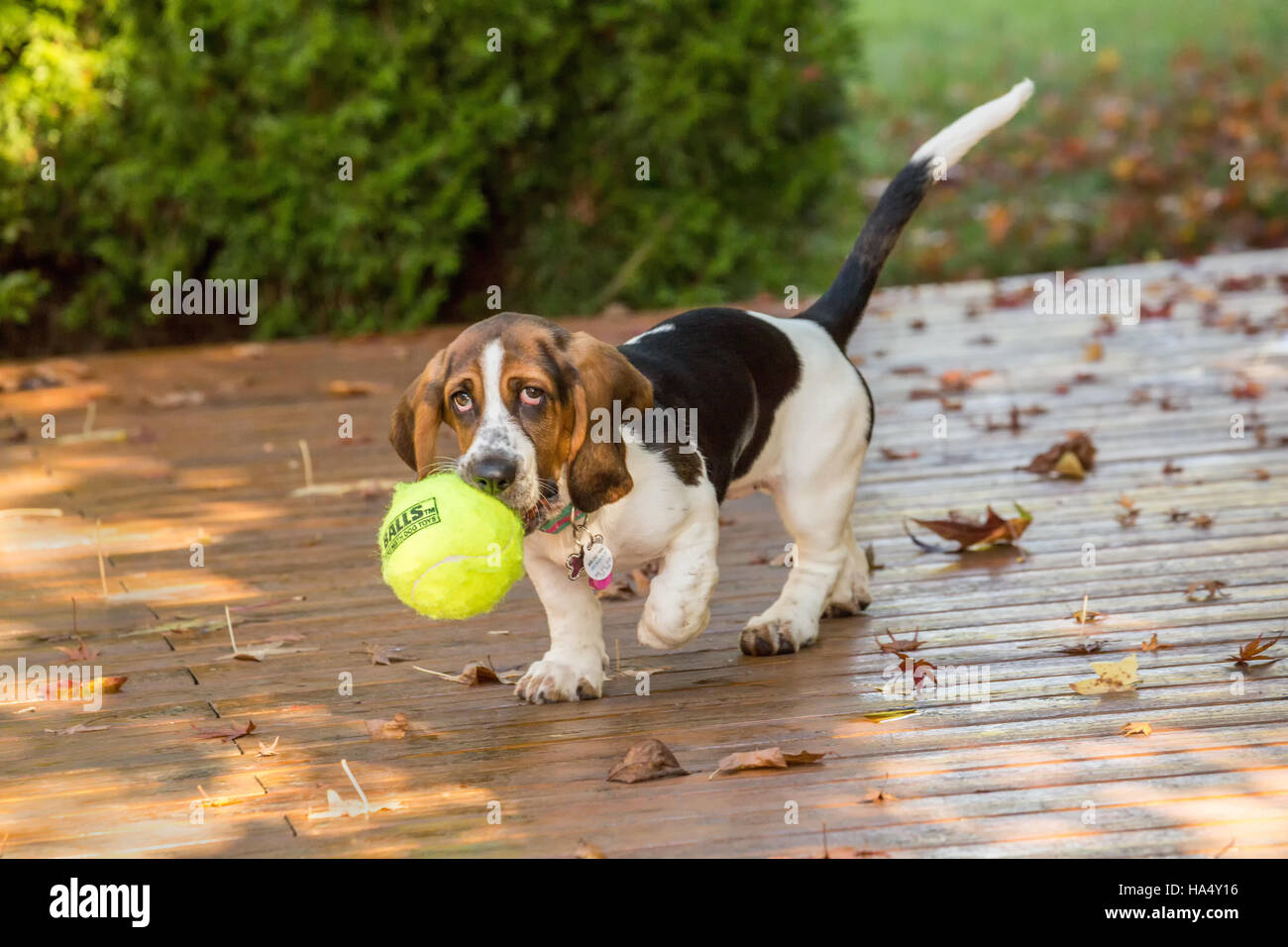 Basset shop hound balls