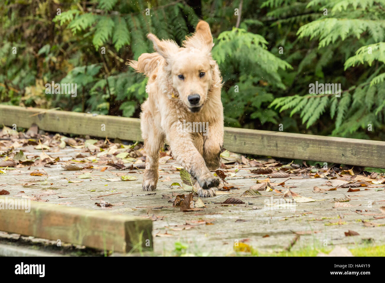 Four month old Golden Retriever puppy 'Sophie' running across a wooden footbridge with enthusiasm, in Issaquah, Washington, USA Stock Photo