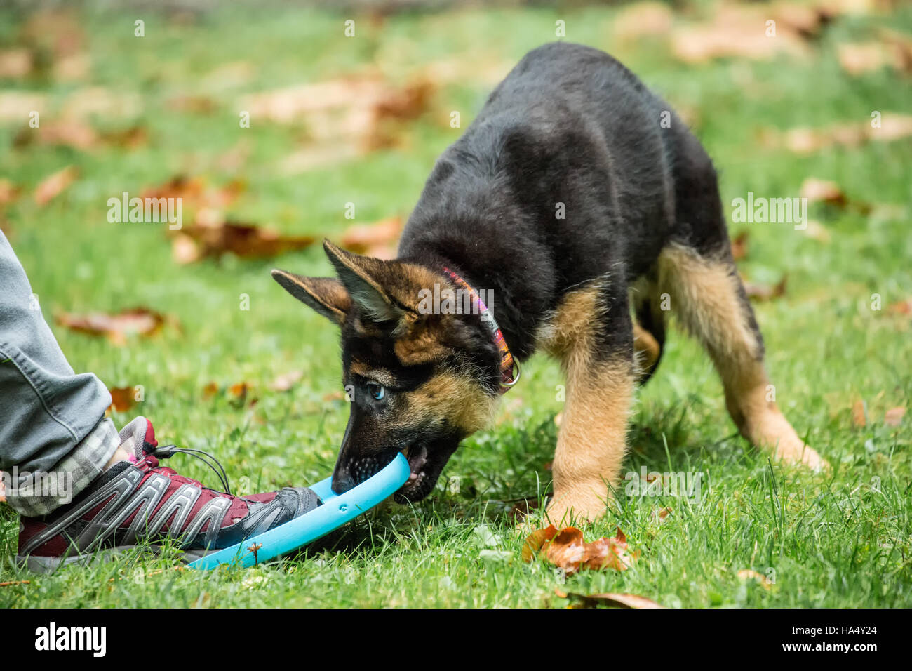 Three month old German Shepherd, Greta, playing tug with her owner and a frisbee in Issaquah, Washington, USA. Stock Photo