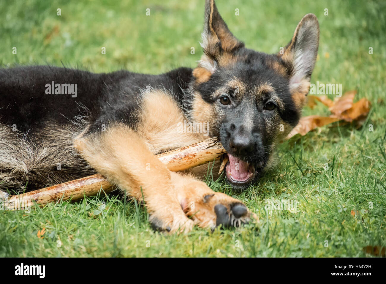 Three month old German Shepherd, Greta, chewing on a stick in her yard in Issaquah, Washington, USA. Stock Photo
