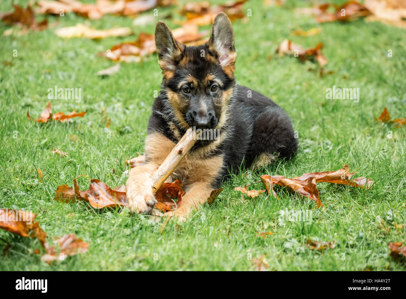 Three month old German Shepherd, Greta, chewing on a stick in her yard in Issaquah, Washington, USA. Stock Photo