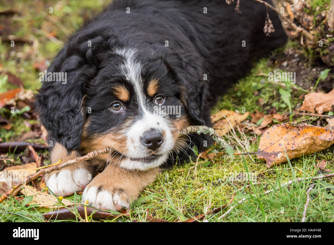 Ten week old Bernese Mountain puppy, Winston, chewing on a stick as he takes a break from playing, in North Bend, Washington, USA Stock Photo