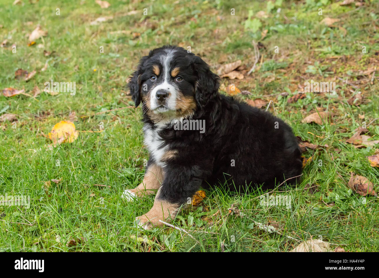 Ten week old Bernese Mountain puppy, Winston, sitting in the park in