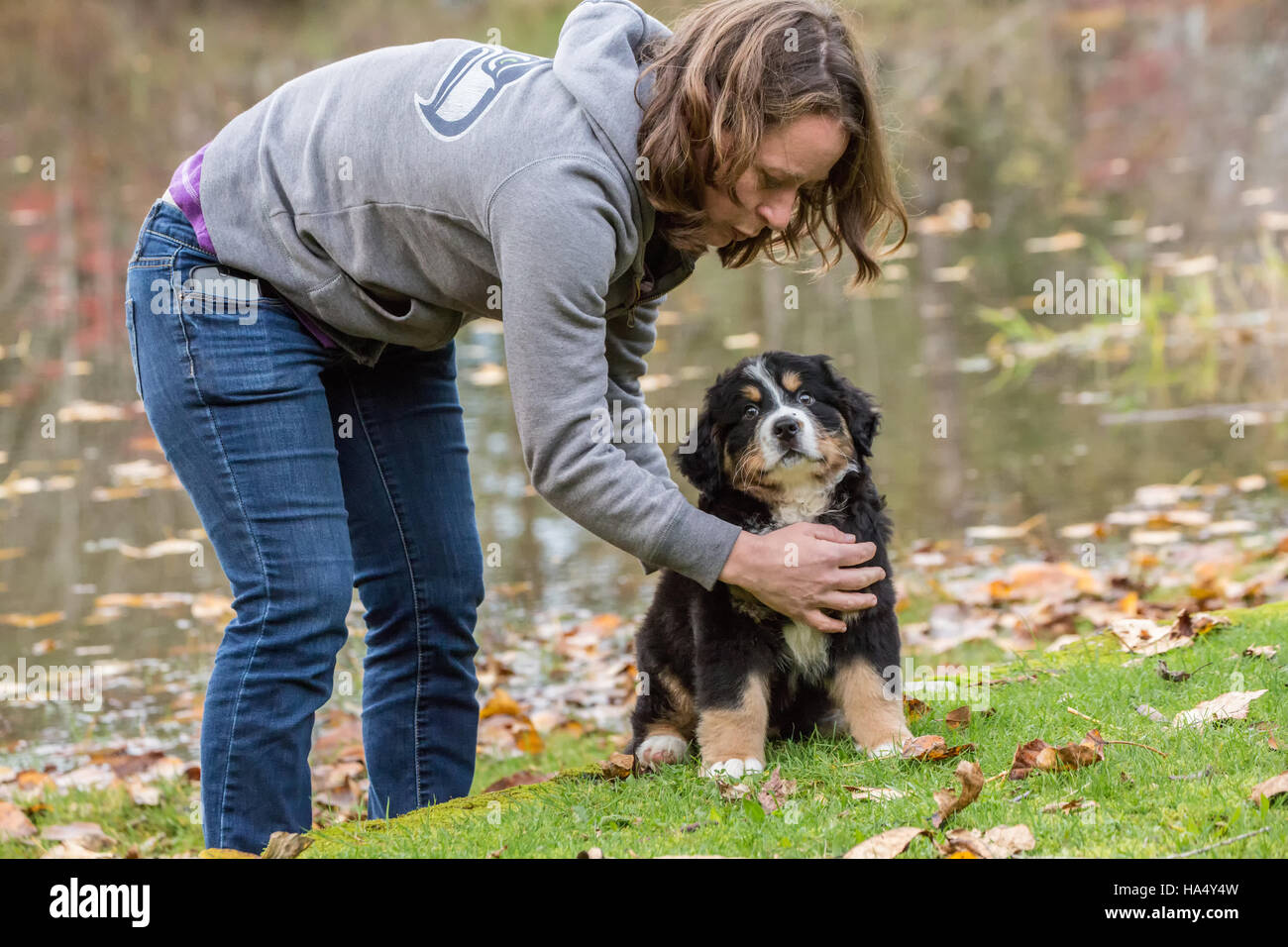 Woman training her ten week old Bernese Mountain puppy, Winston, to sit and stay, in North Bend, Washington, USA Stock Photo