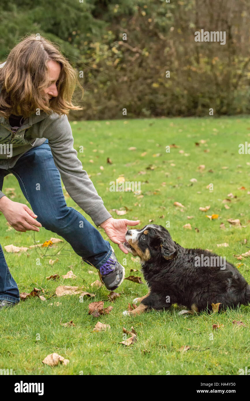 Woman training her ten week old Bernese Mountain puppy, Winston, to stay, in a park in North Bend, Washington, USA Stock Photo