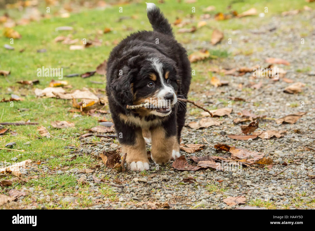 Ten week old Bernese Mountain puppy, Winston, chewing on a stick in North Bend, Washington, USA Stock Photo