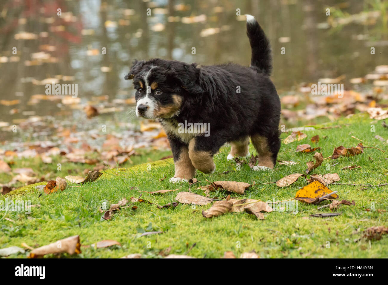 Copper, image size:1300x956