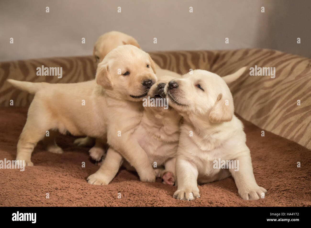 One month old Yellow Lab puppies in Issaquah, Washington, USA Stock Photo