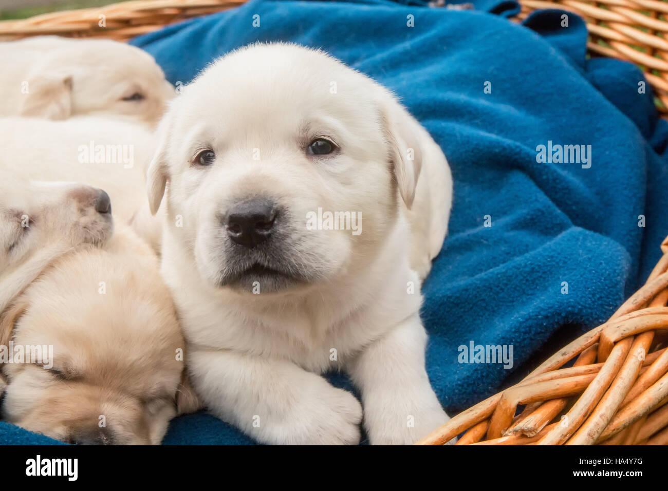 Yellow Lab Puppies High Resolution Stock Photography and Images - Alamy