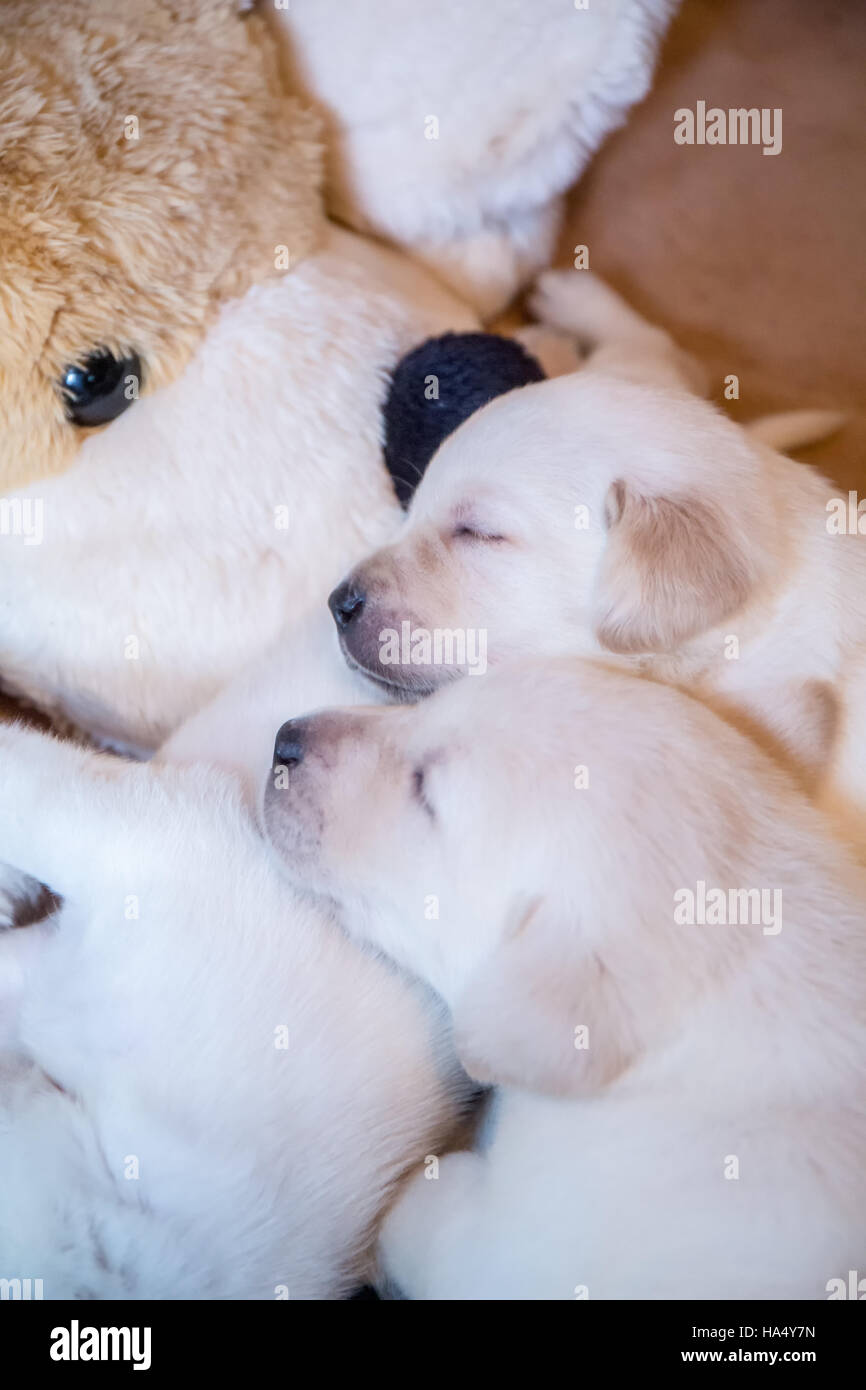 One month old Yellow Lab puppies in Issaquah, Washington, USA Stock Photo