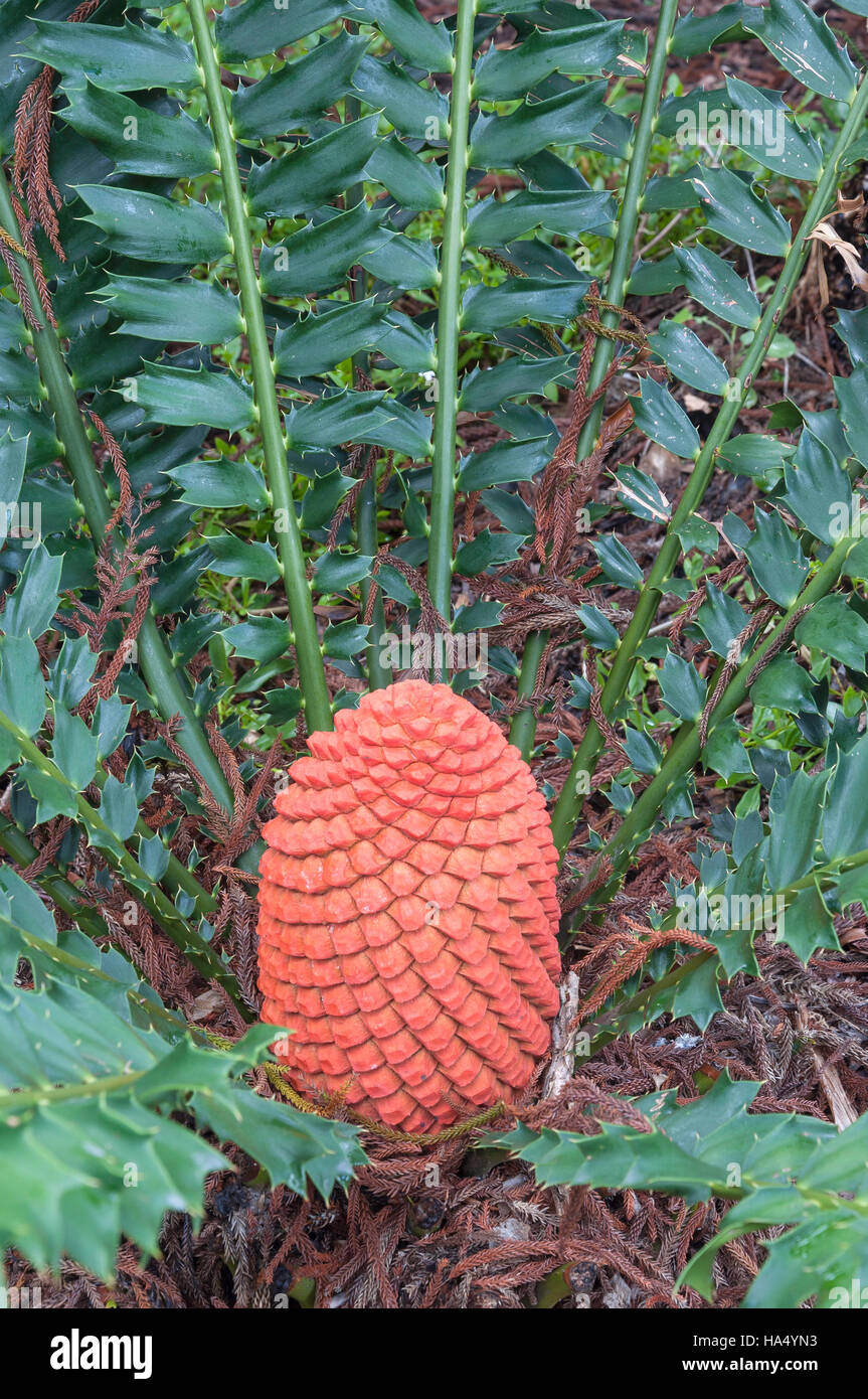 Cone of Lepidozamia peroffskyana cycad (bread tree), South Bank Parklands, South Bank, Brisbane, Queensland, Australia Stock Photo