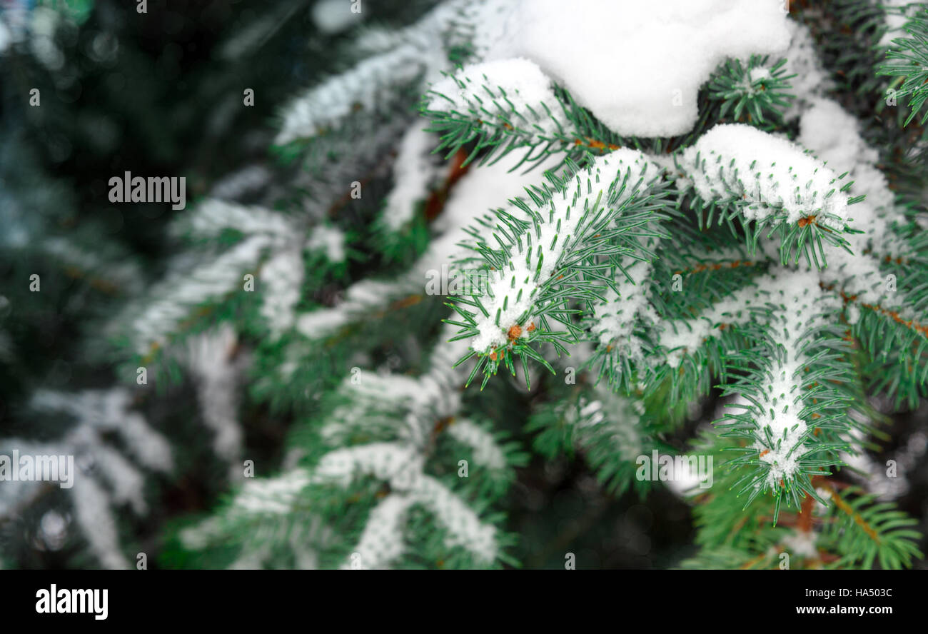 Pine branches covered in snow Stock Photo - Alamy