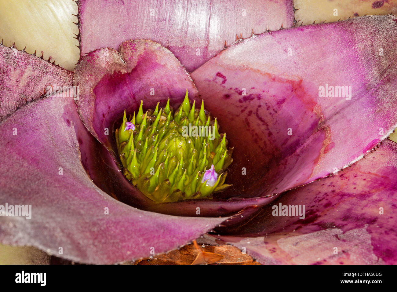 Large Neoregelia bromeliad with vivid purple spiny leaves & green buds & mauve flowers submerged in water in centre of plant Stock Photo
