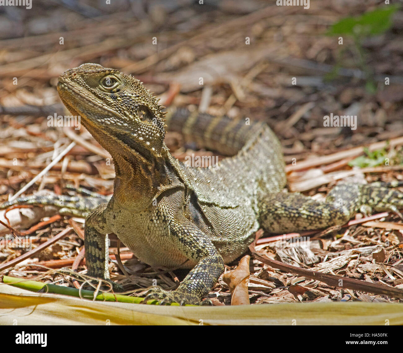 Australian eastern water dragon lizard, Itellagama lesueurii with head raised in alert expression, in the wild on forest floor Stock Photo