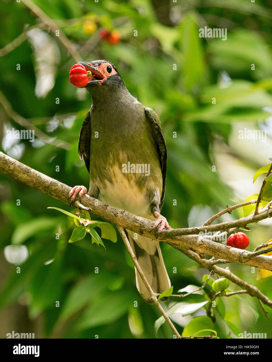 Male Australian green figbird, Sphecotheres viridis with vivid red fruit in bill against