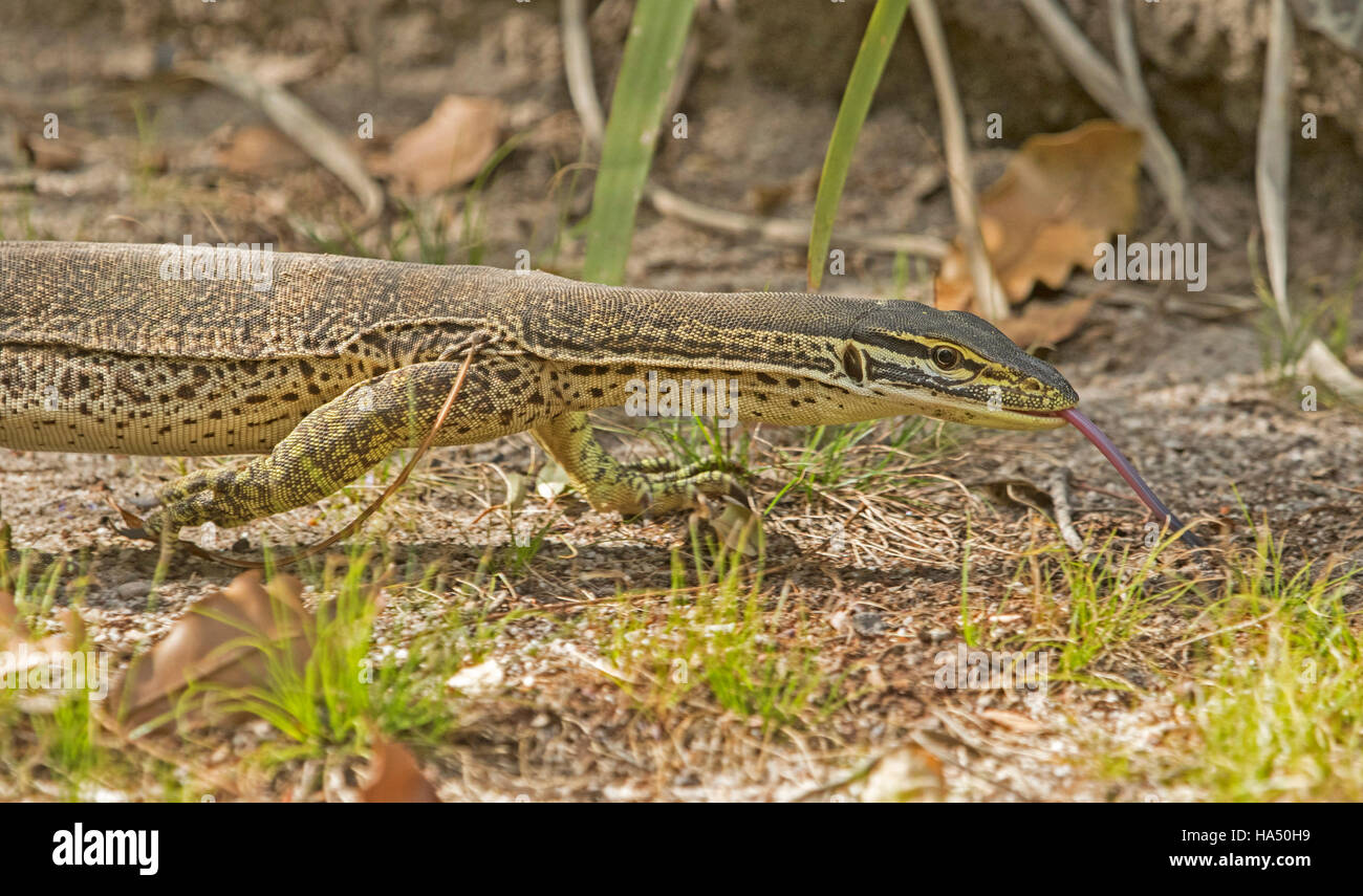 Panoramic image of Australian lace monitor lizard, goanna, Varanus varius in the wild with tongue extended in home garden Stock Photo
