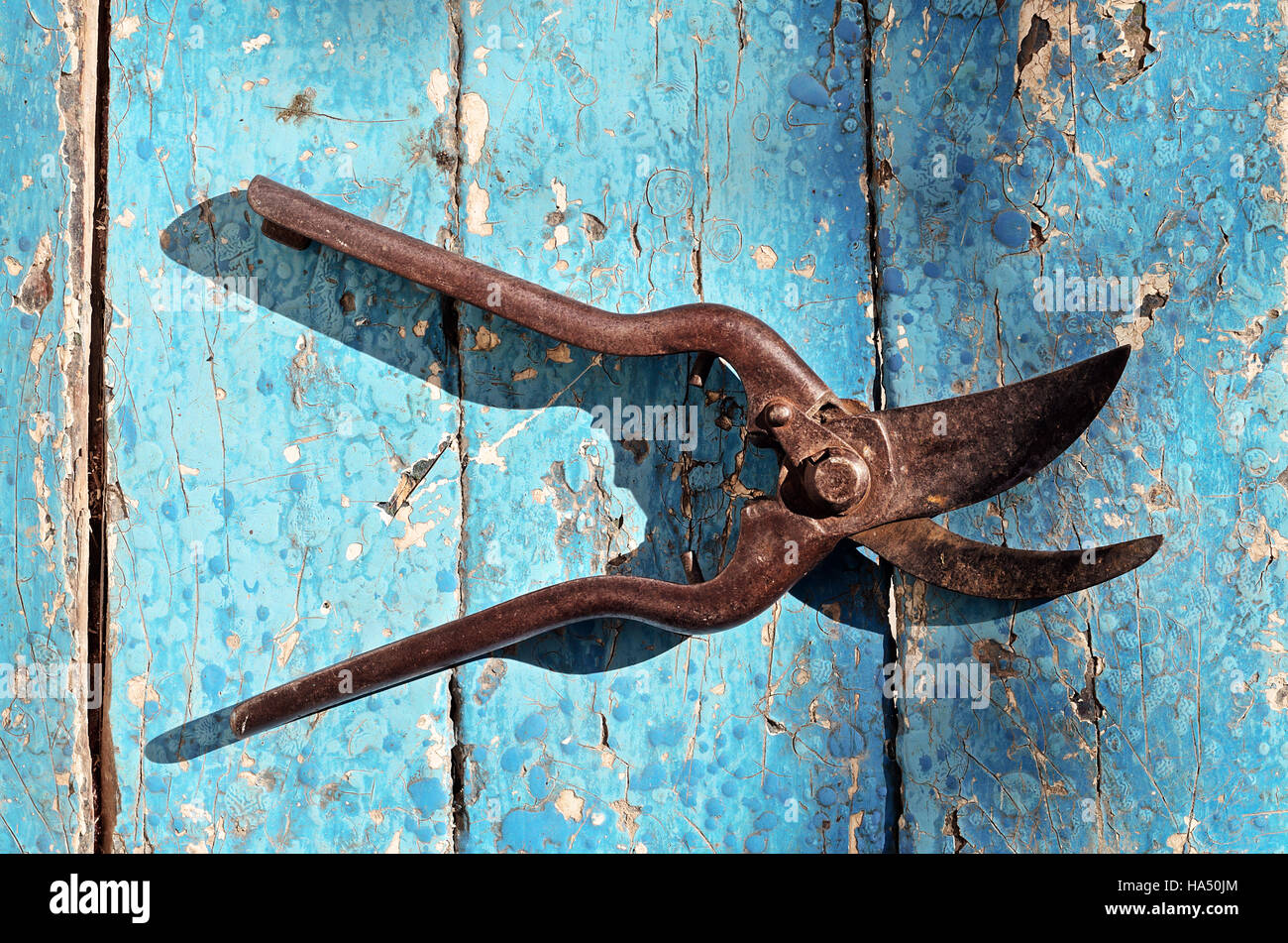 Gardening pruning shears for cutting branches on vintage wooden board top view agriculture concept, rusty garden tools, secateurs. Stock Photo