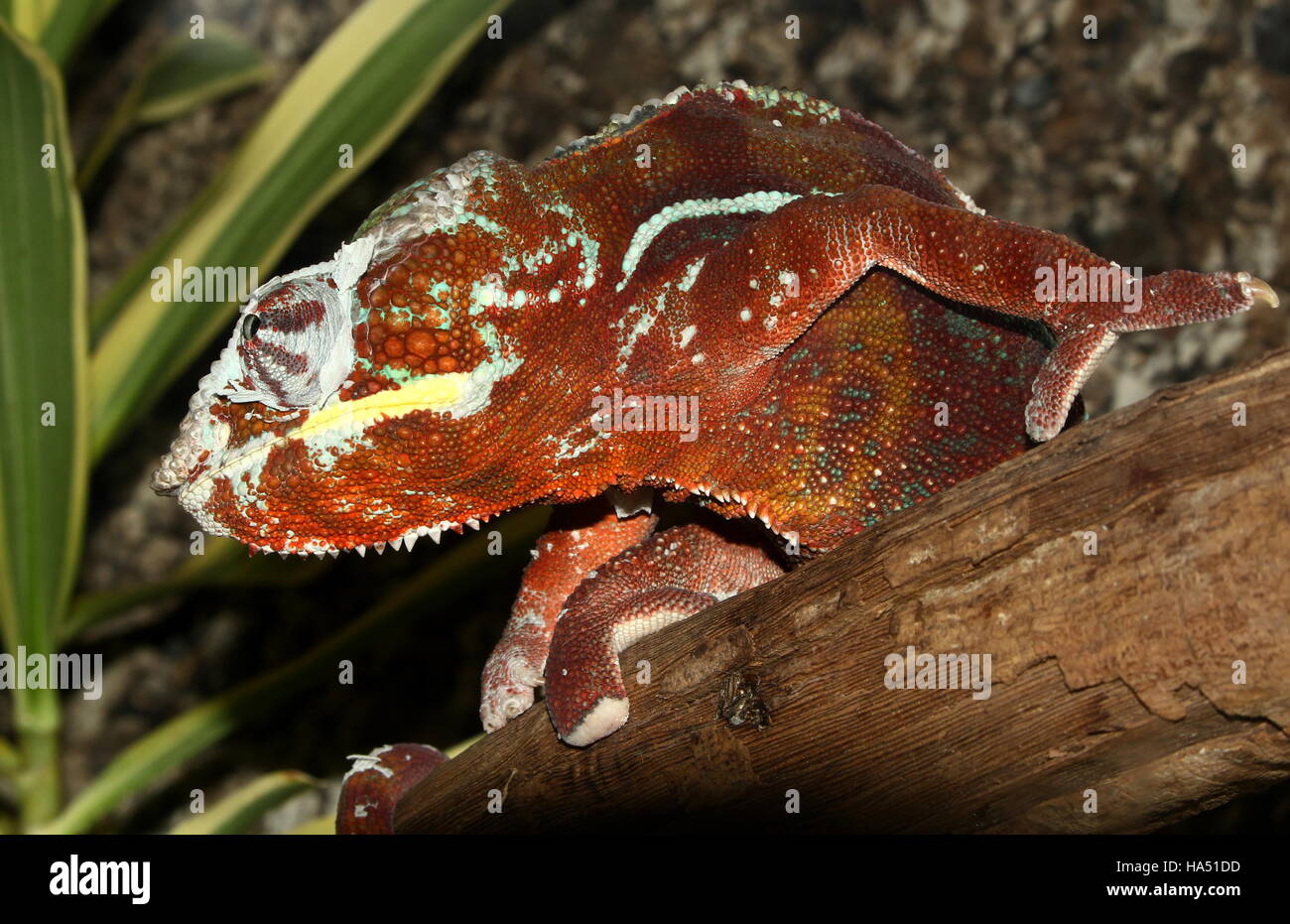 Madagascar Panther chameleon (Furcifer pardalis) Stock Photo