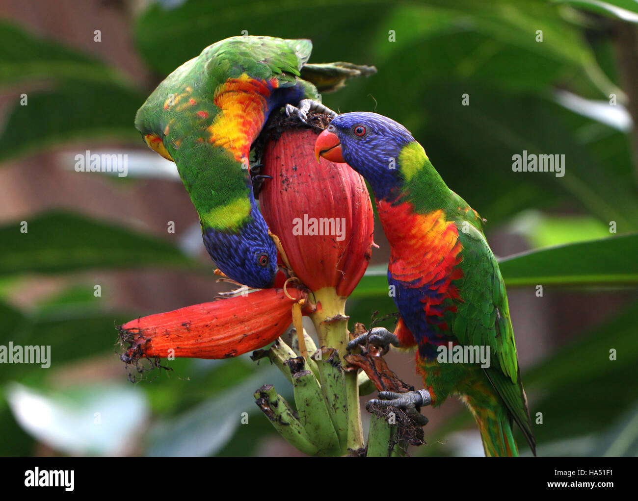 Two Rainbow Lorikeets (Trichoglossus haematodus) feeding on a banana flower Stock Photo Alamy