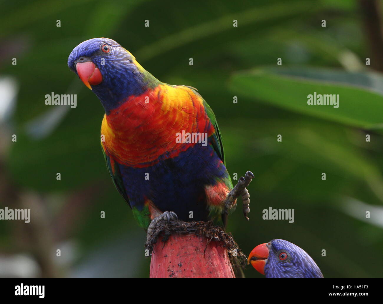 Rainbow Lorikeet (Trichoglossus haematodus) on a banana flower Stock Photo Alamy