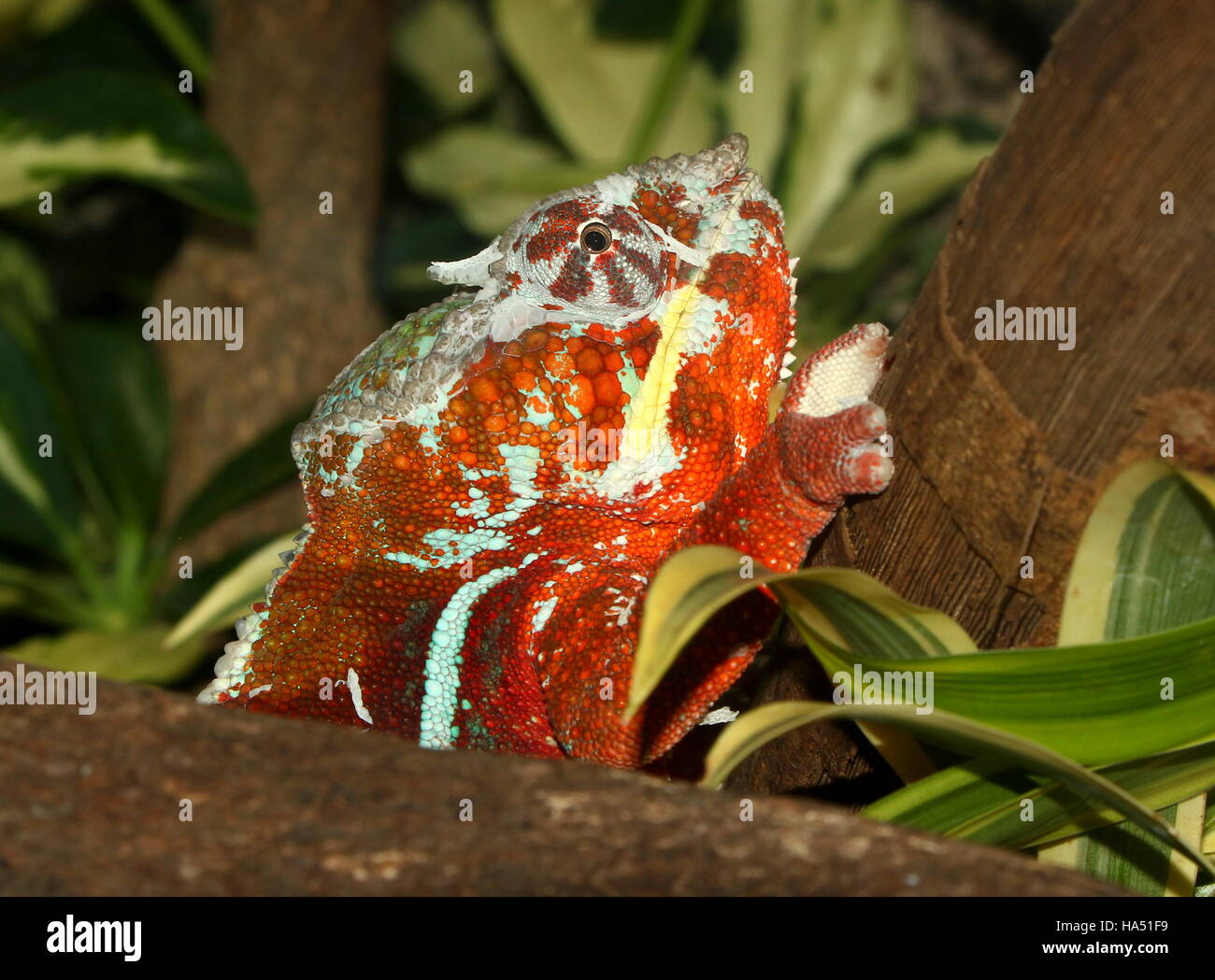 Madagascar Panther chameleon (Furcifer pardalis) Stock Photo