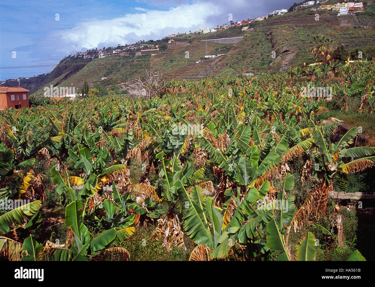 Concepto de cultivo de fruta hi-res stock photography and images - Alamy