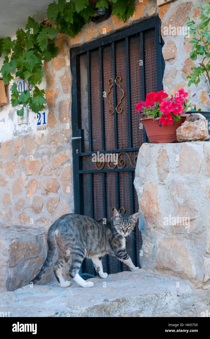 Tabby and white cat at the door of a house. Stock Photo