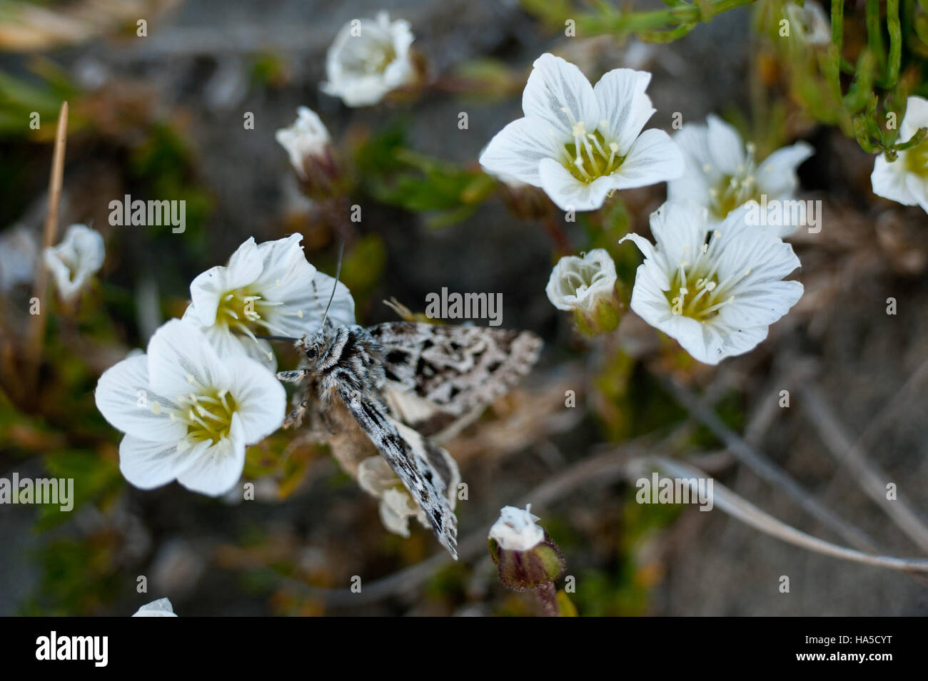 Alaska National Parks protect unique species such as Arctic sandwort and its associated moth, crucial for maintaining ecosystem balance and promoting biodiversity in the region's delicate tundra environments. Stock Photo