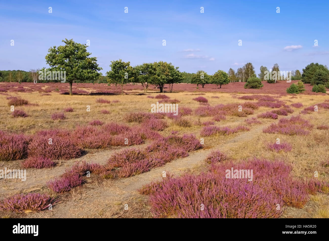 blühende Heidelandschaft im Spätsommer - Heath landscape with flowering Heather, Calluna vulgaris Stock Photo