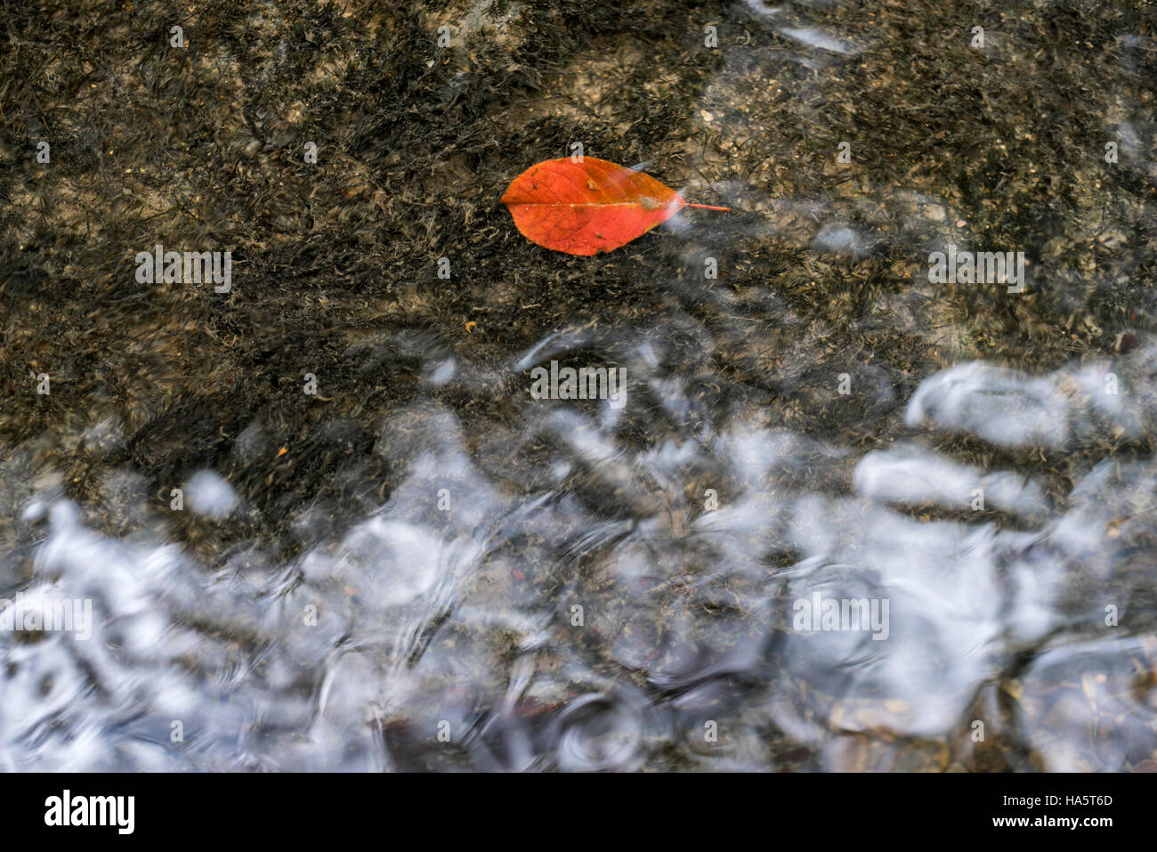Autumn leaf in river Stock Photo