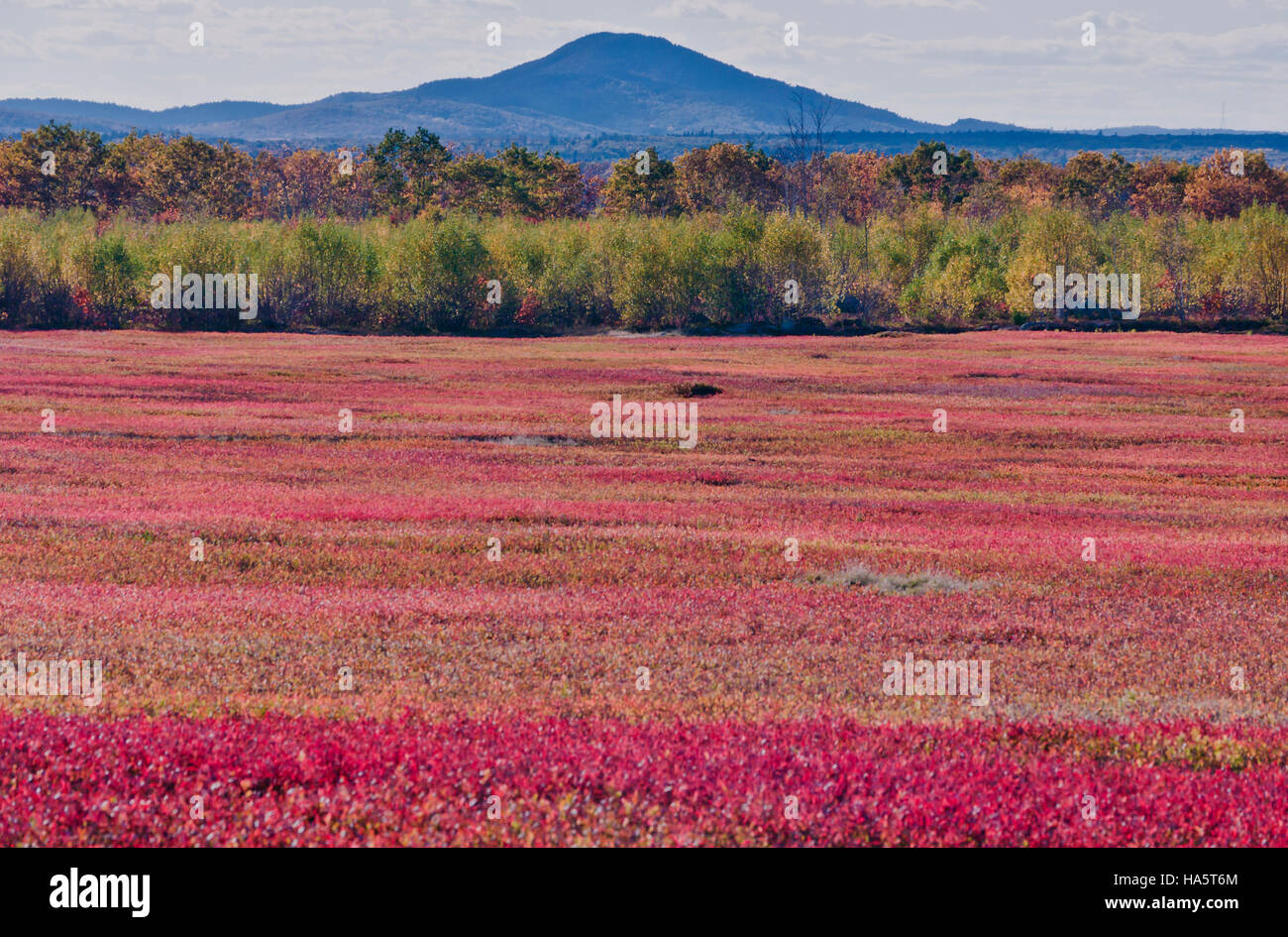Red blueberry field, Cherryfield, Maine, USA Stock Photo Alamy