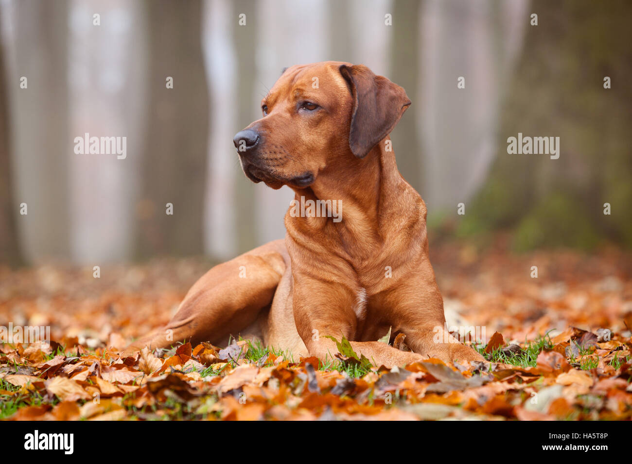 A Rhodesian Ridgeback dog laying down in leaves in a park on an autumn day. England, UK. November 2016. Stock Photo