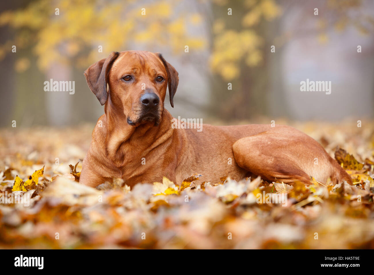 A Rhodesian Ridgeback dog laying down in leaves in a park on an autumn day. England, UK. November 2016. Stock Photo