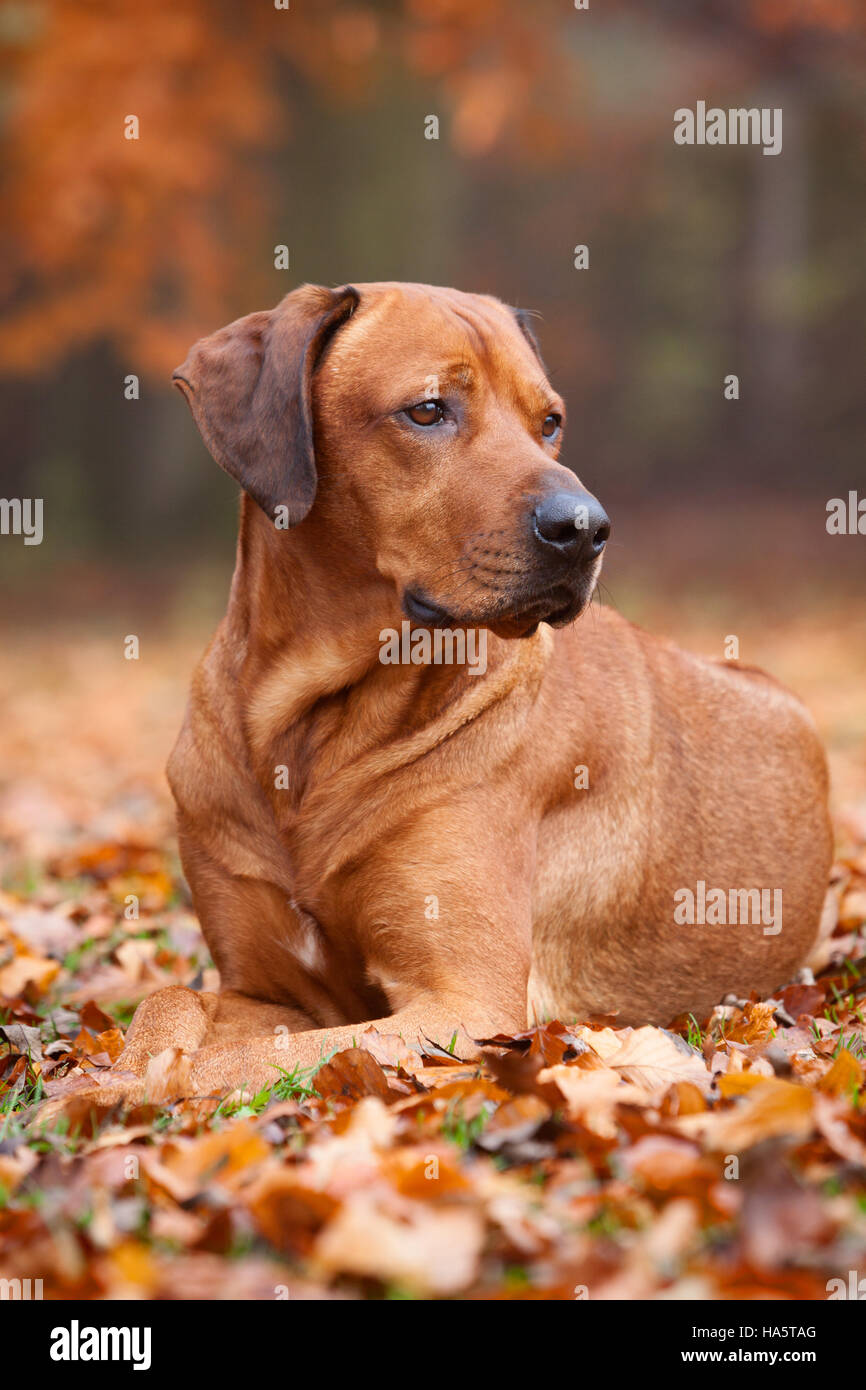 A Rhodesian Ridgeback dog laying down in leaves in a park on an autumn day. England, UK. November 2016. Stock Photo