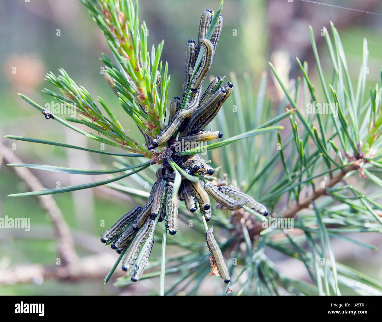 Pine looper moth (Bupalus pinarius Stock Photo Alamy