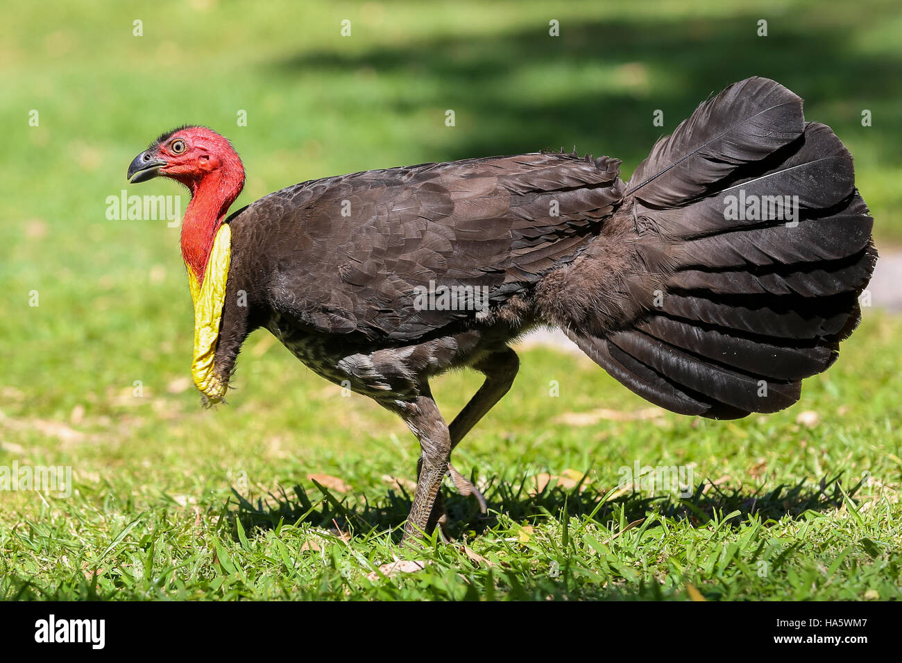 Bush turkey australia hi-res stock photography and images - Alamy