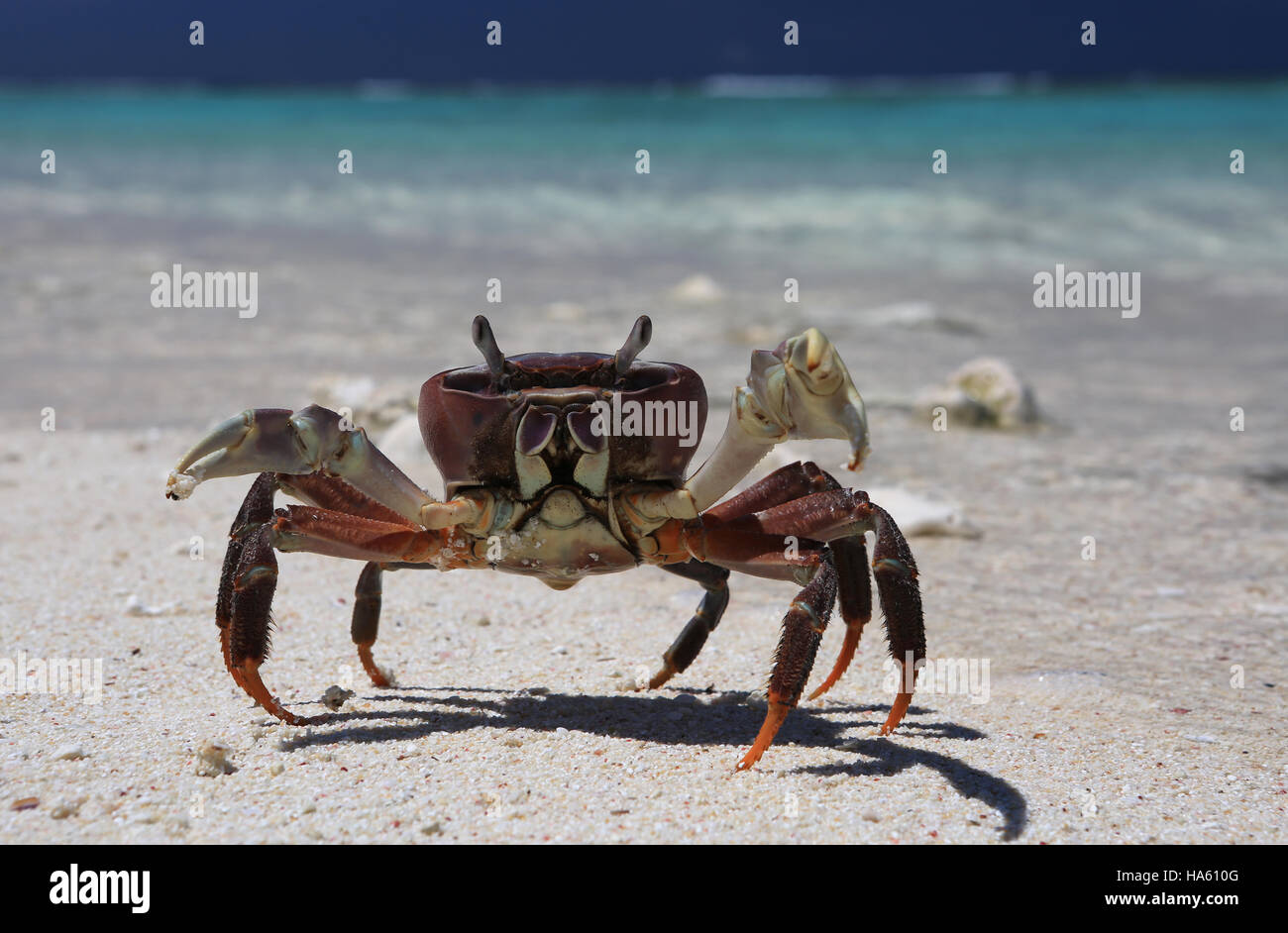 Land crab caught a bone fish, Christmas island, Kiribati Stock