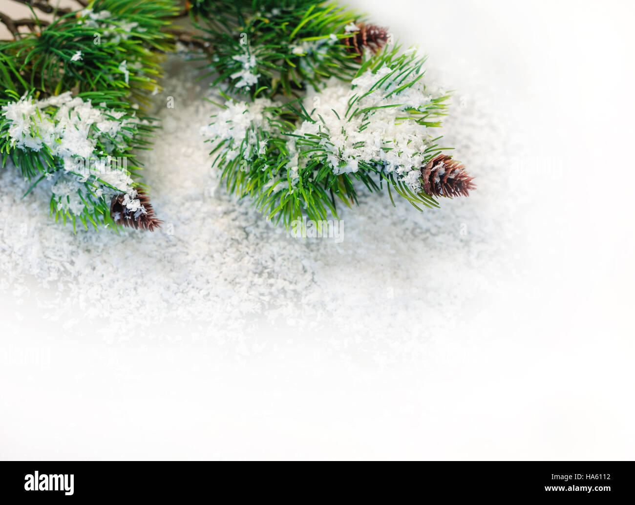 fir branches in the snow on a white background Stock Photo - Alamy