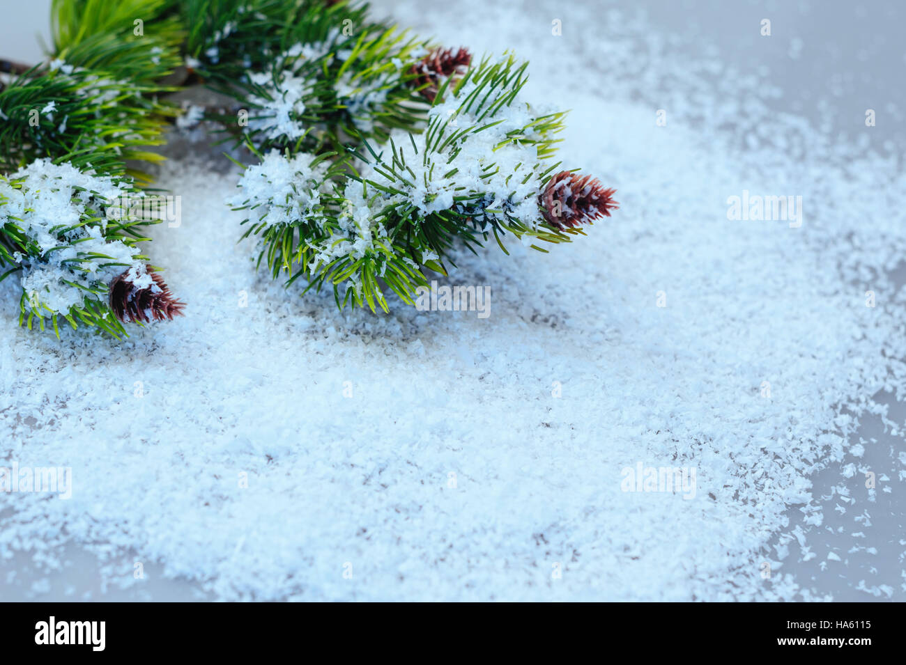 fir branches in the snow on a white background Stock Photo - Alamy