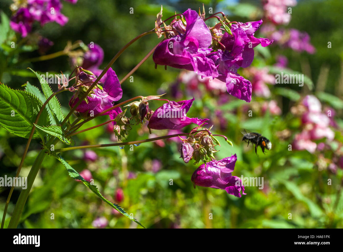 Himalayan  balsam, Impatiens glandulifera, invasive plant, flying bumblebee Stock Photo