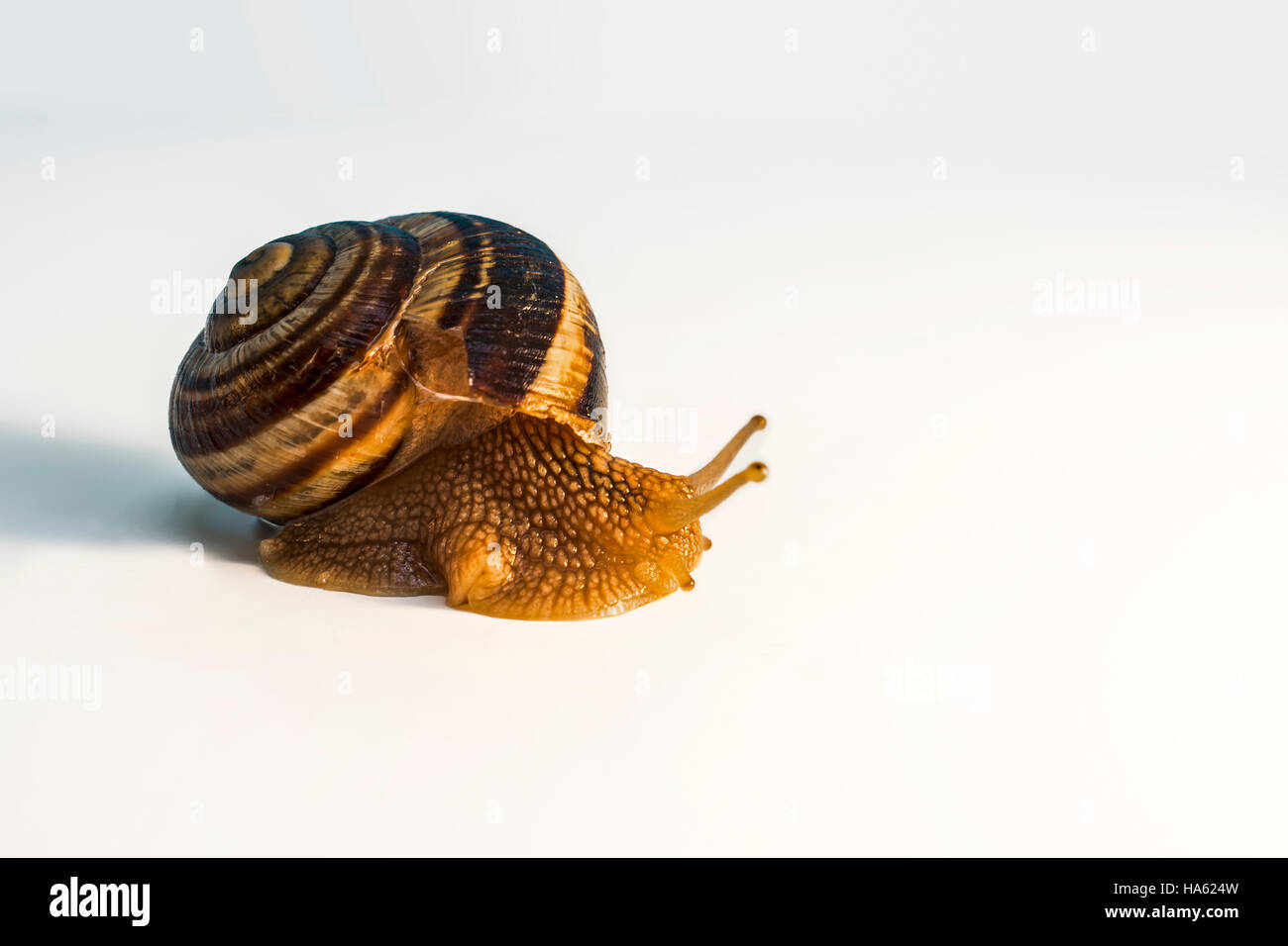 Snail with mollusk Stock Photo