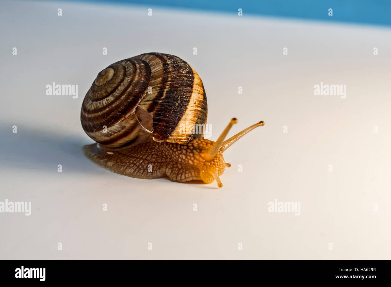 Snail with mollusk Stock Photo