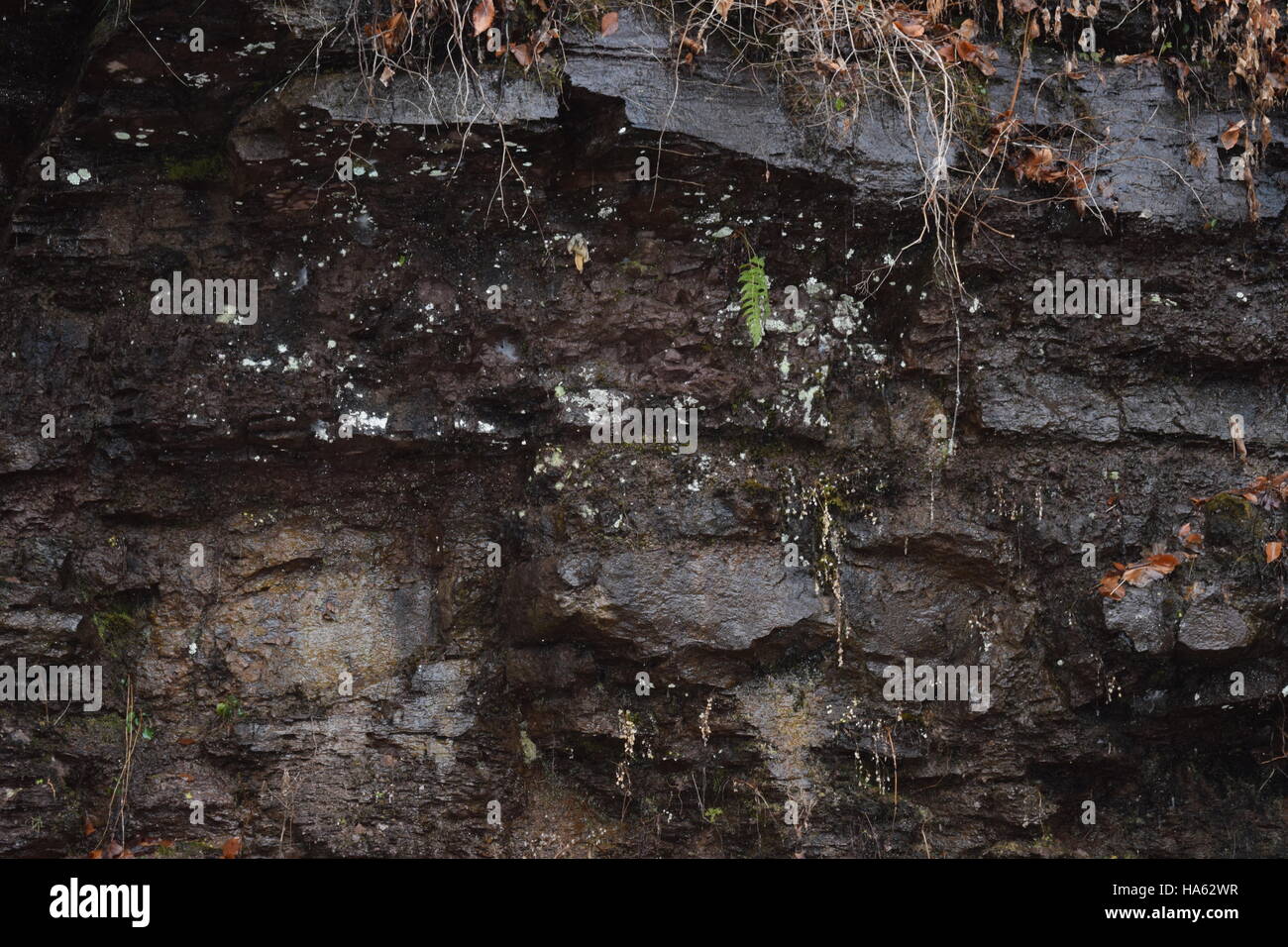 Water dripping rock hi-res stock photography and images - Alamy