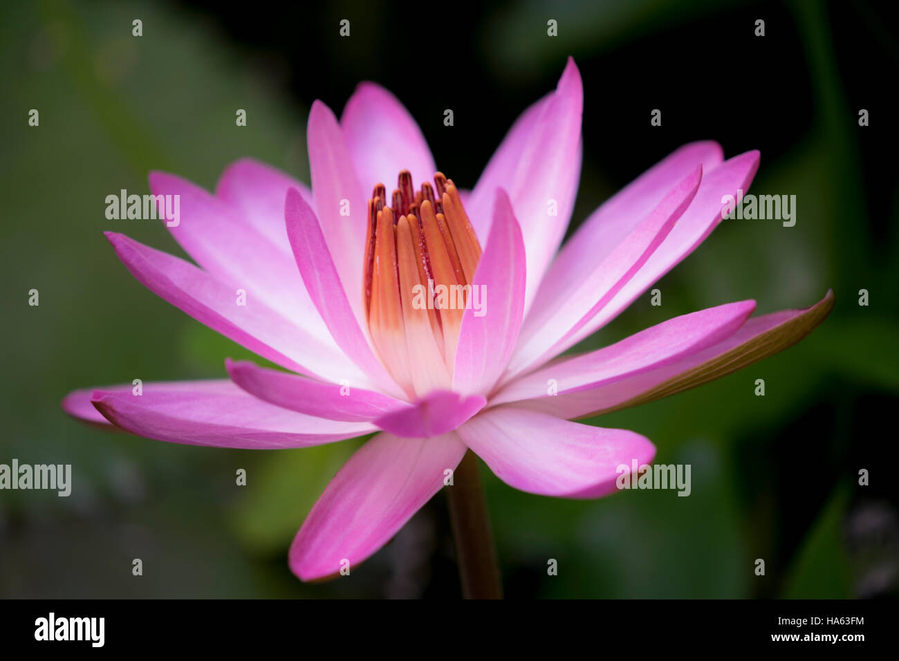 big-pink-lily-under-the-sunlight-stock-photo-alamy