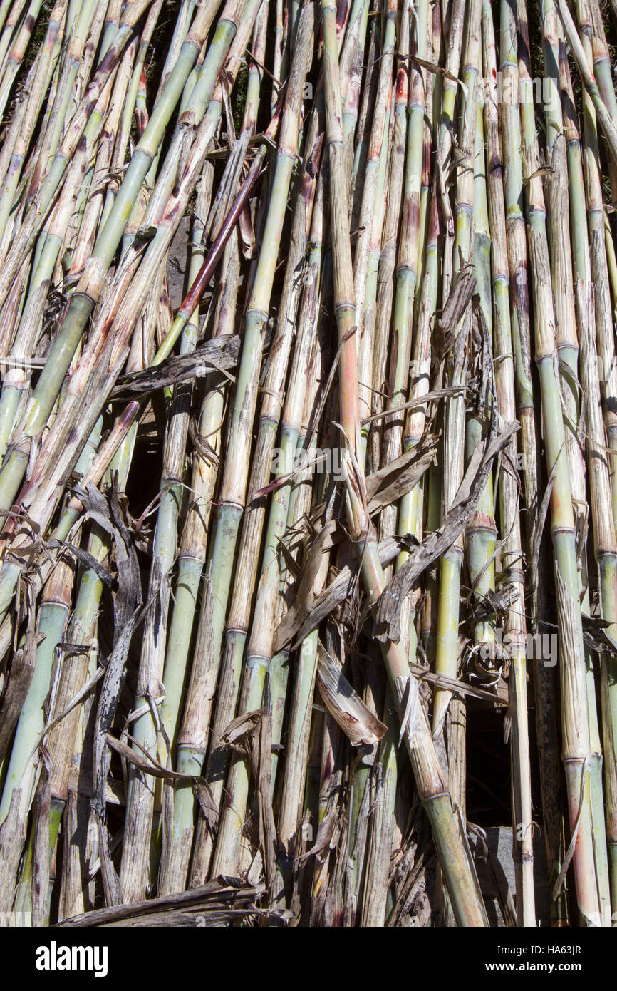 Cut natural sugar cane stalks Stock Photo Alamy