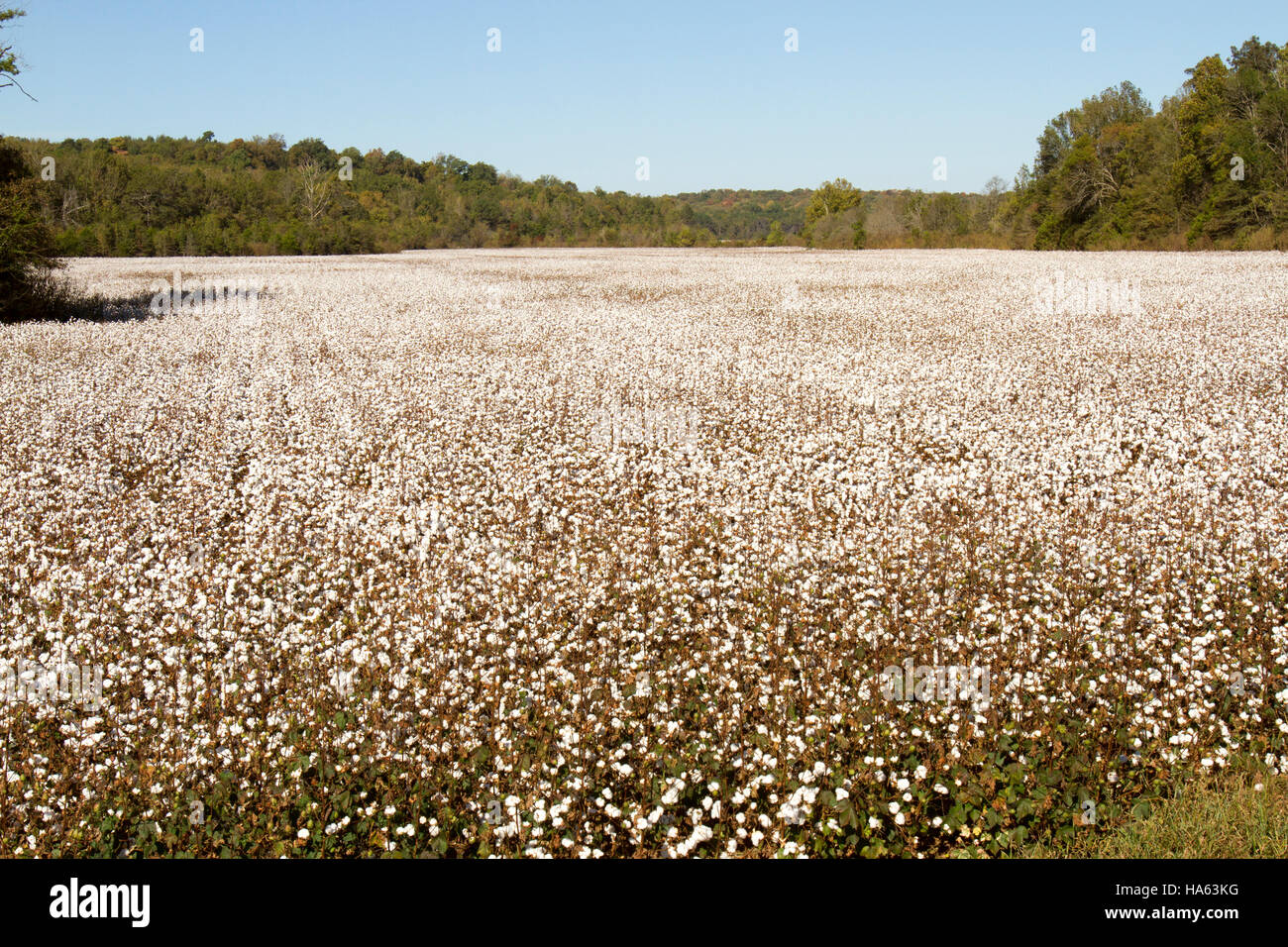 Bols of cotton on plants in field of rural Tennessee Stock Photo Alamy