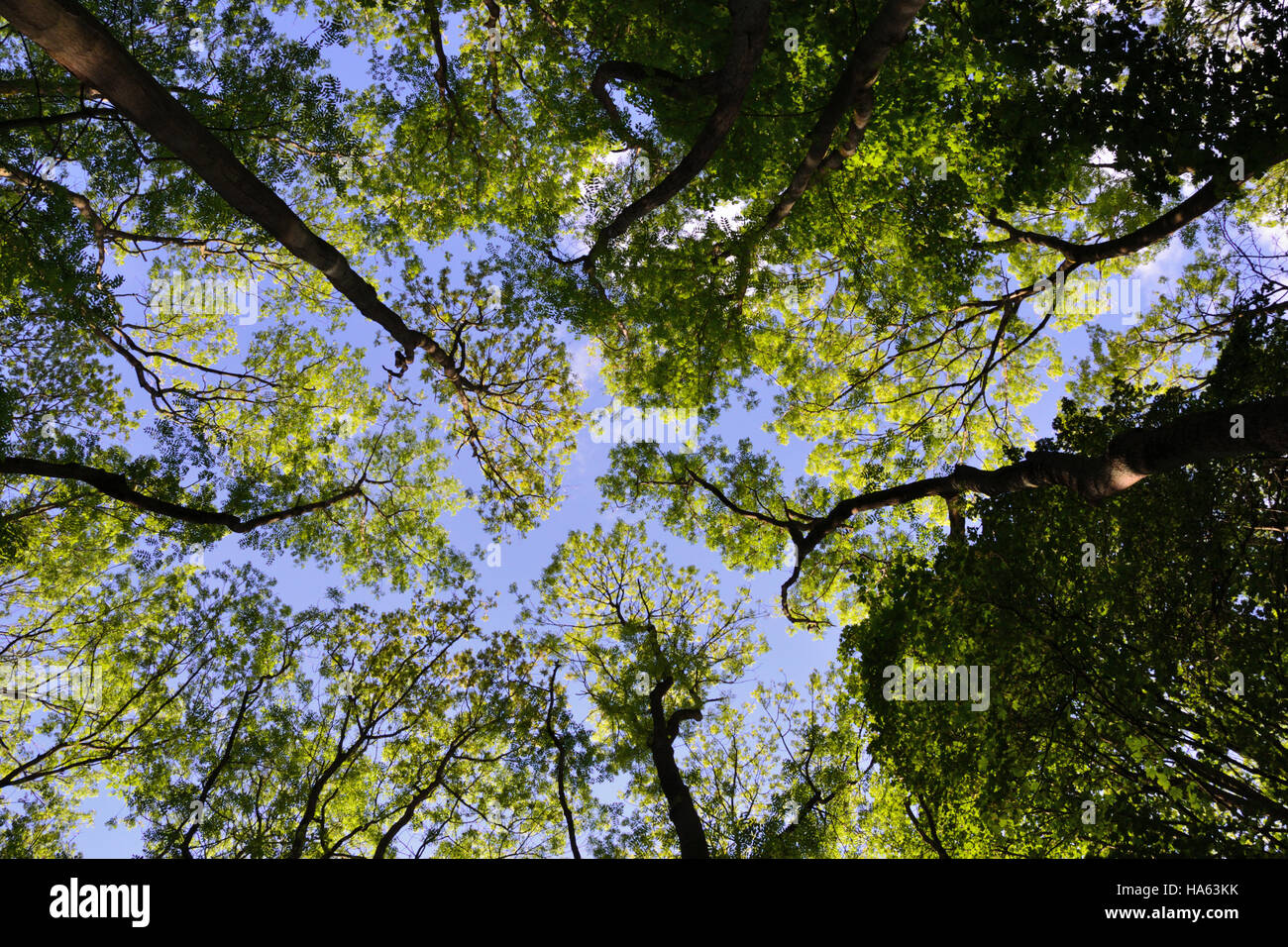 Looking up through a canopy of trees to a blue sky Stock Photo