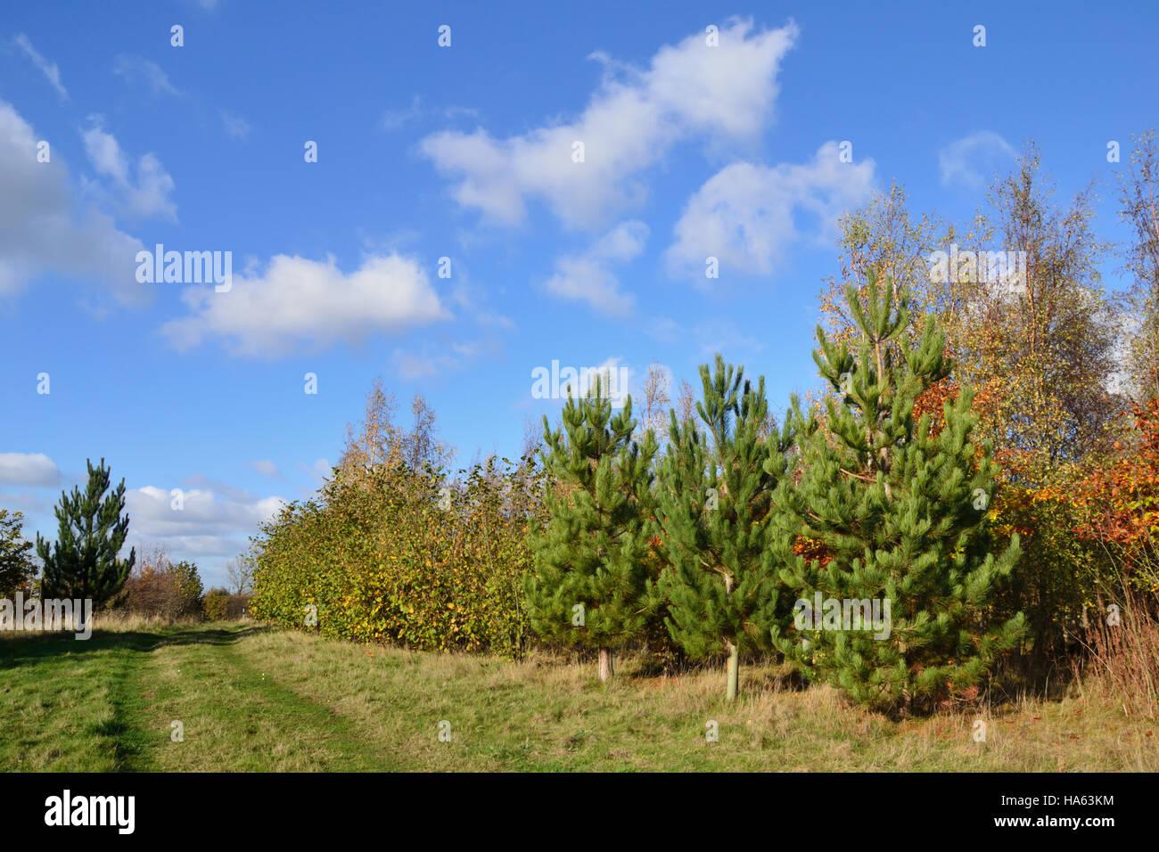 A footpath through a young plantation of coniferous and deciduous trees under a bright blue sky. Stock Photo