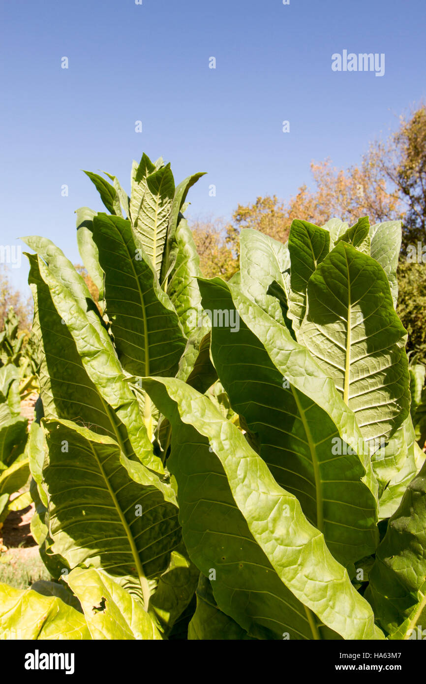 Tobacco plants growing in agricultural field in rural Tennessee Stock